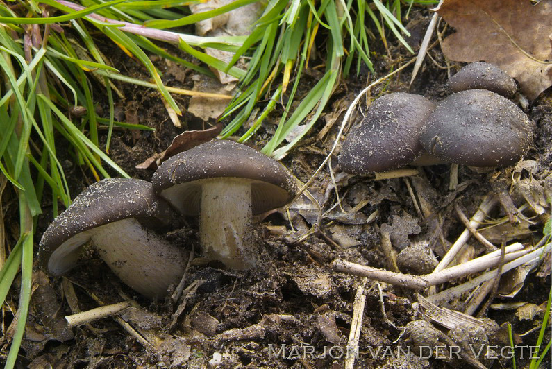 Zwartbruine satijnzwam - Entoloma vindobonense